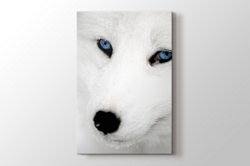Husky görseli.