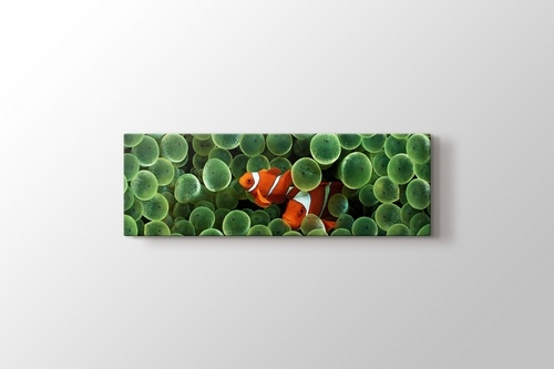 Clown Fishes görseli.
