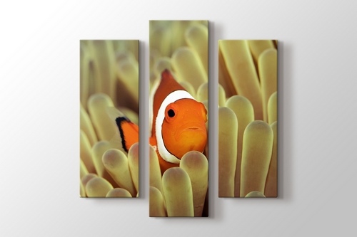 Clownfish over Sponges görseli.