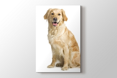 Golden Retriever görseli.