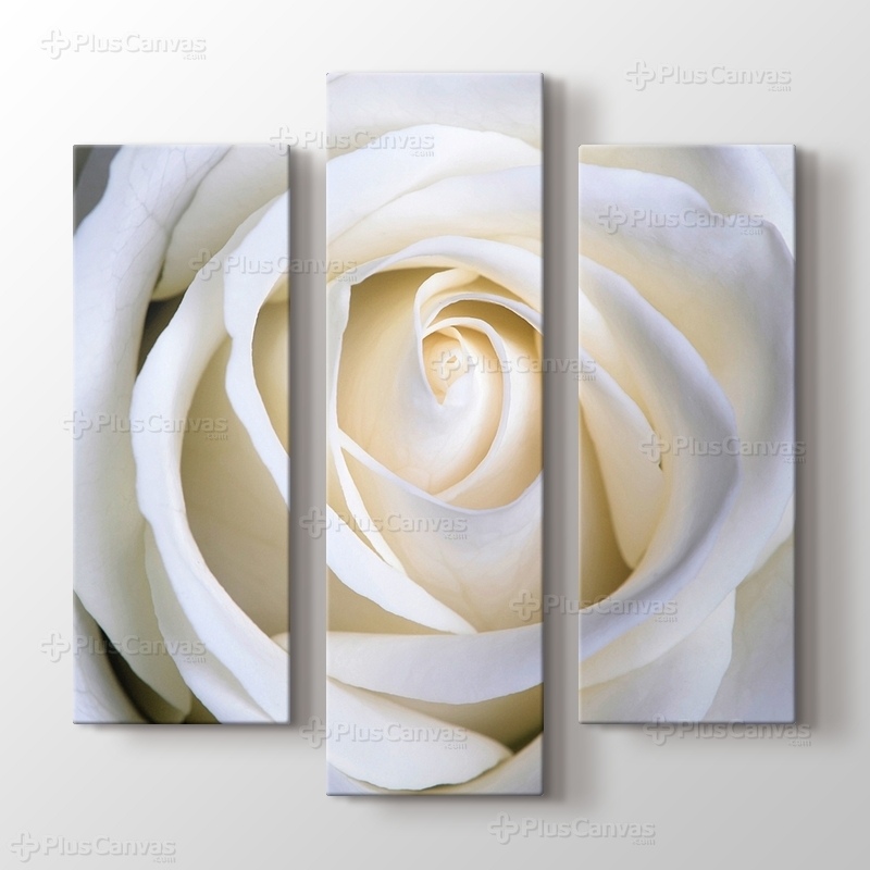 White Rose görseli.