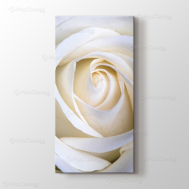 White Rose görseli.