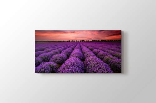 Stunning Landscape With Lavender Field At Sunset görseli.