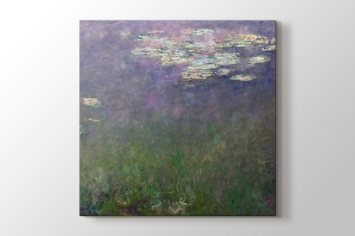 Water Lilies - Agapanthus görseli.