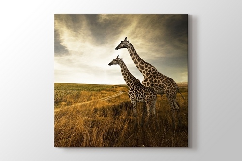 Giraffes görseli.