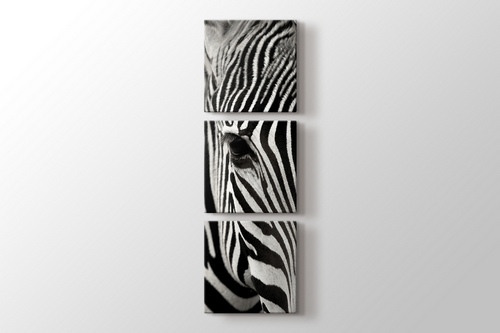 Zebra görseli.