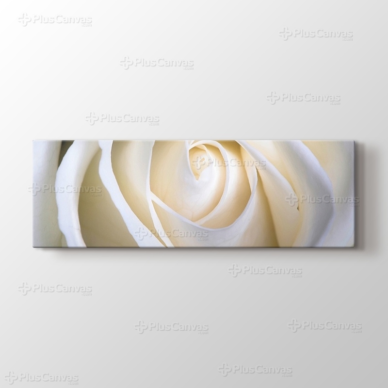 White Rose görseli.
