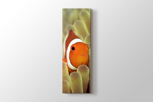 Clownfish over Sponges görseli.