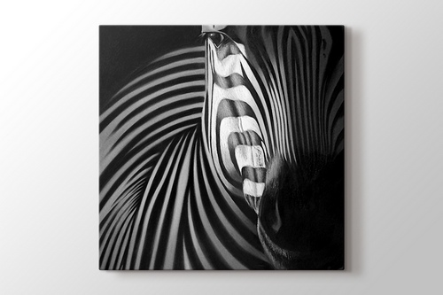 Zebra görseli.