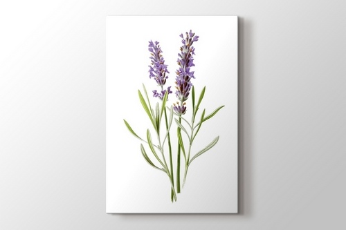 Lavender görseli.