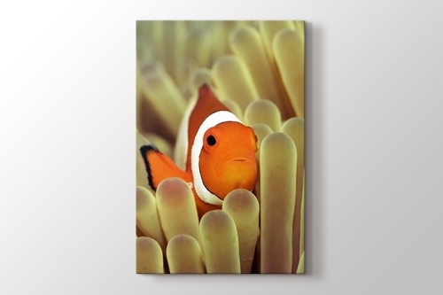 Clownfish over Sponges görseli.