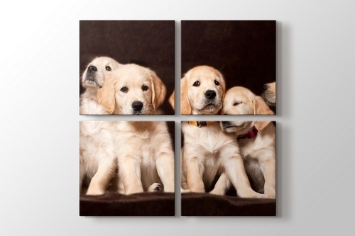 Köpek Yavruları görseli.