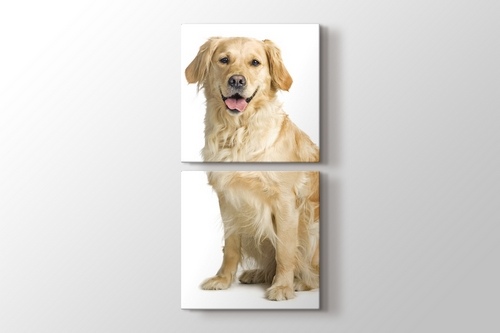 Golden Retriever görseli.