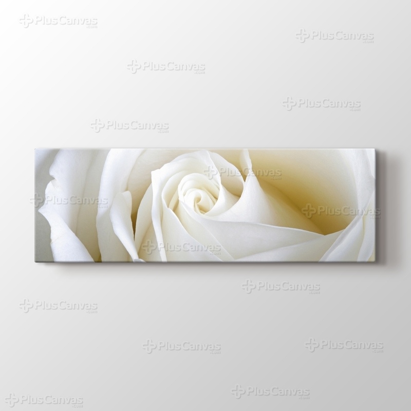 White Rose Close Up görseli.