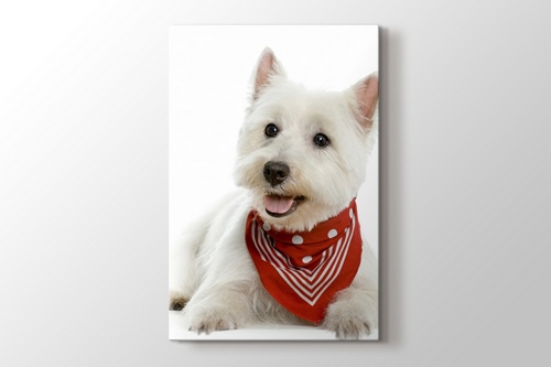 Terrier görseli.