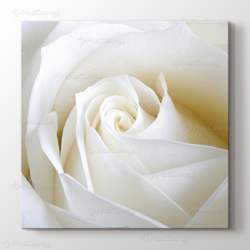 White Rose Close Up görseli.