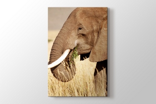 Elephant Eating görseli.