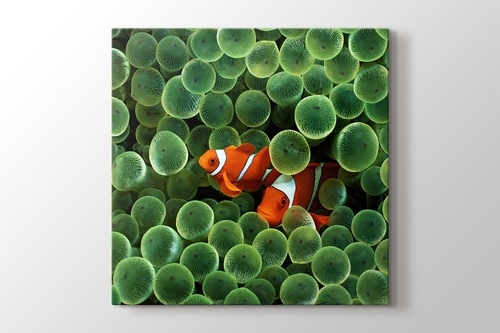Clown Fishes görseli.