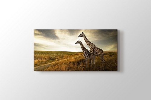 Giraffes görseli.