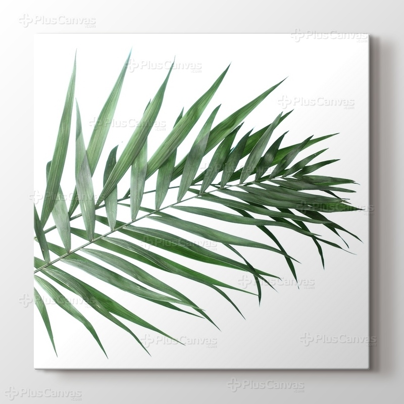 Beautiful Palm Leaves görseli.