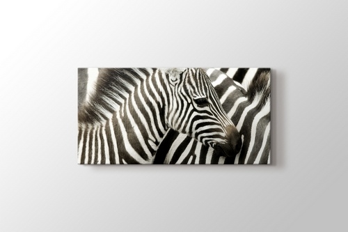 Zebras görseli.