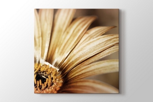 Close Up Daisy görseli.