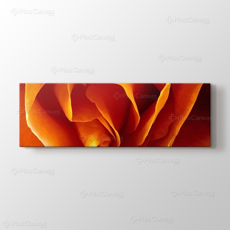CloseUp Orange Rose görseli.