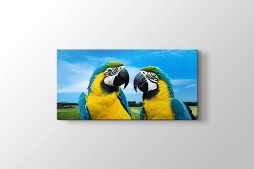 Parrots Chat görseli.