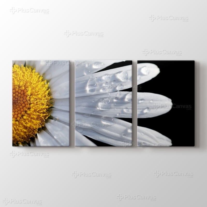 CloseUp Daisy görseli.