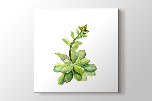 Succulent görseli.
