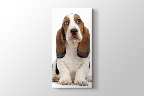 Basset Hound görseli.
