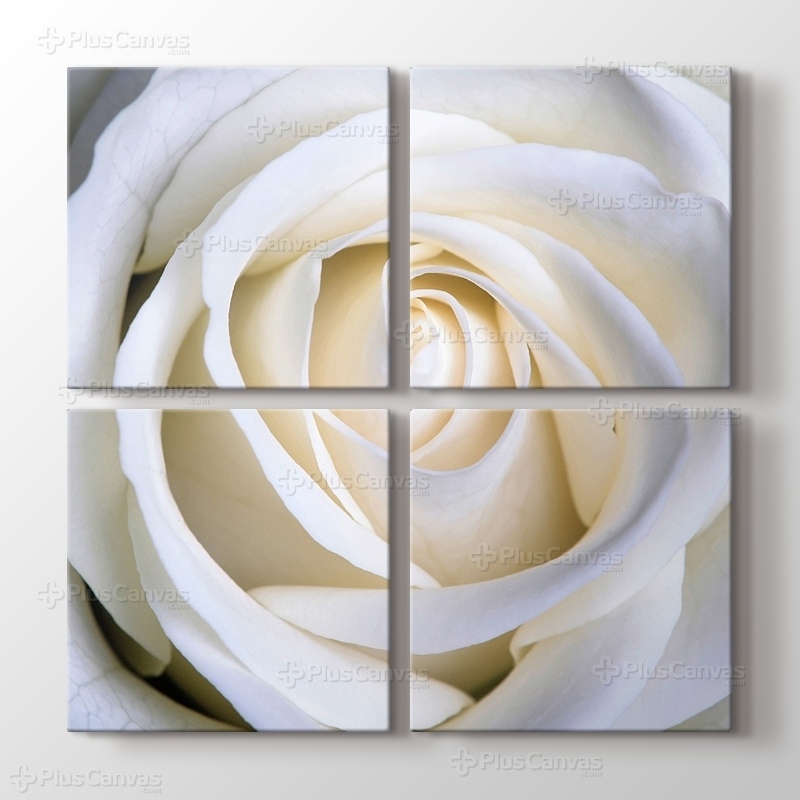 White Rose görseli.