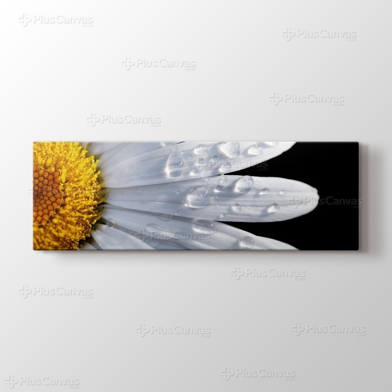 CloseUp Daisy görseli.