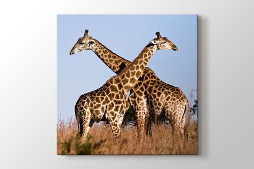 Giraffe Ithala görseli.