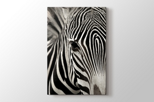 Zebra görseli.
