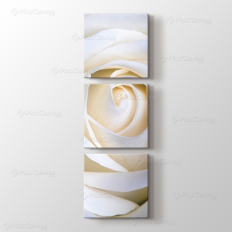 White Rose görseli.
