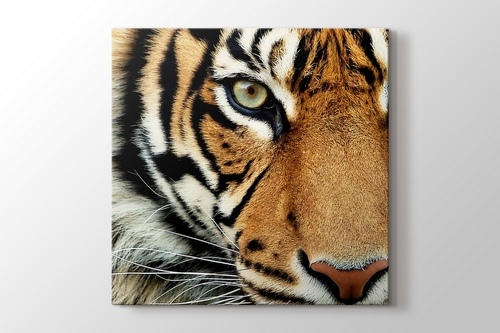 Bengal Tiger görseli.