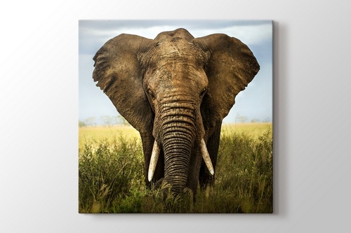Elephant görseli.