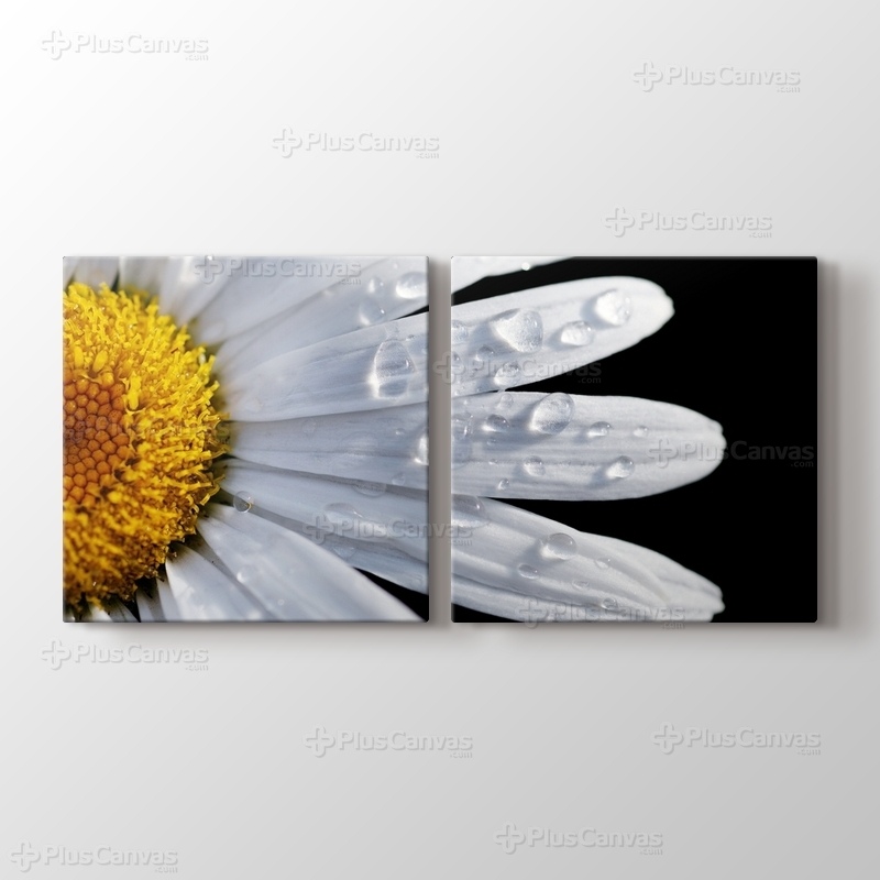 CloseUp Daisy görseli.