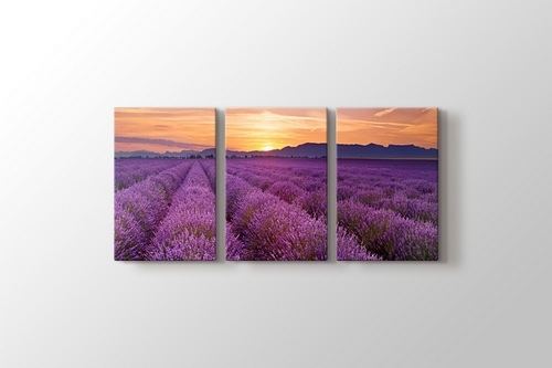 Lavender Field Panorama görseli.