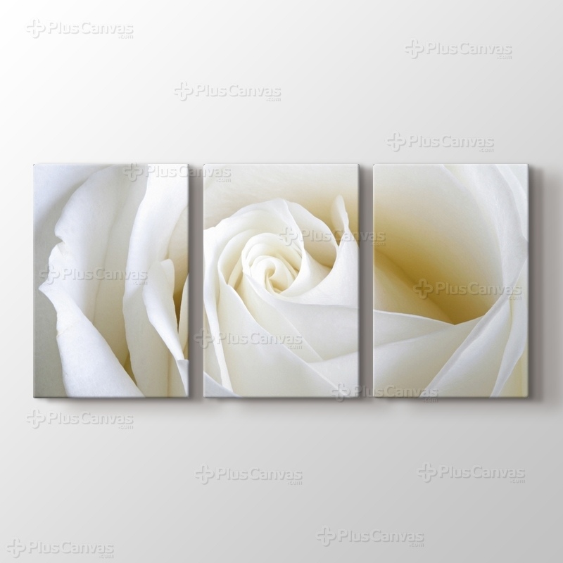White Rose Close Up görseli.