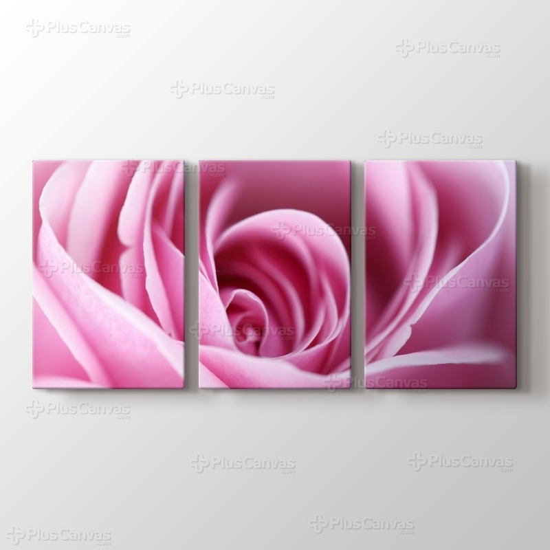 CloseUp Pink Rose görseli.