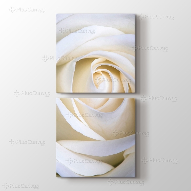 White Rose görseli.