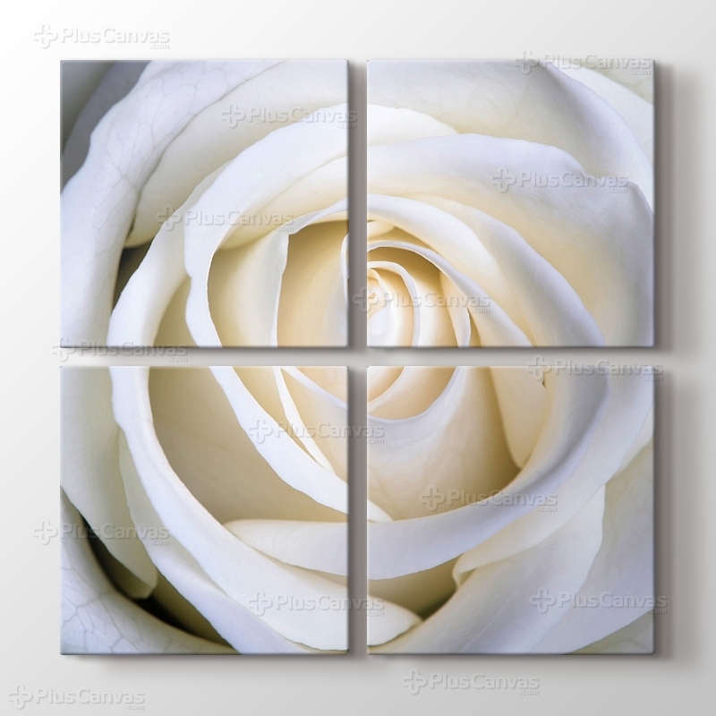 White Rose görseli.