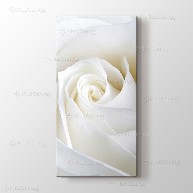 White Rose Close Up görseli.