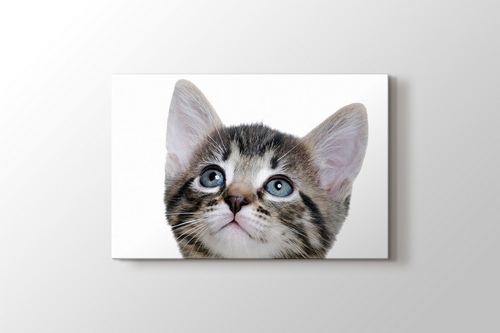 Blue Eyed Tabby Cat görseli.