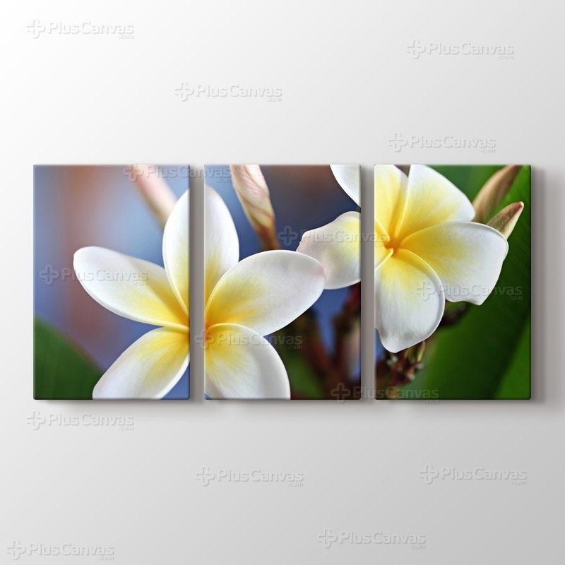 Frangipani görseli.