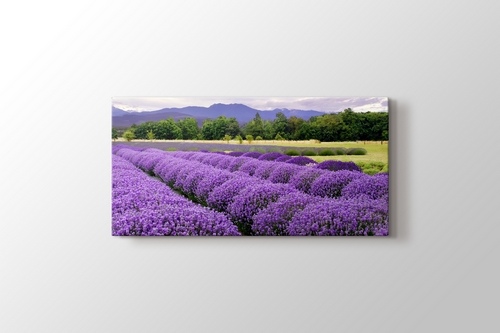 Lavender Farm In Sequim, Washington, USA görseli.