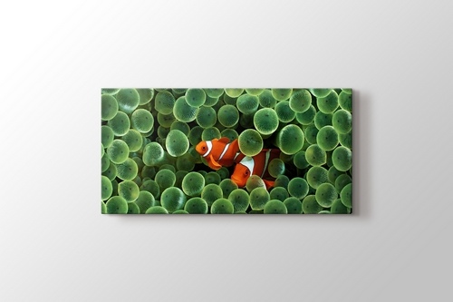 Clown Fishes görseli.