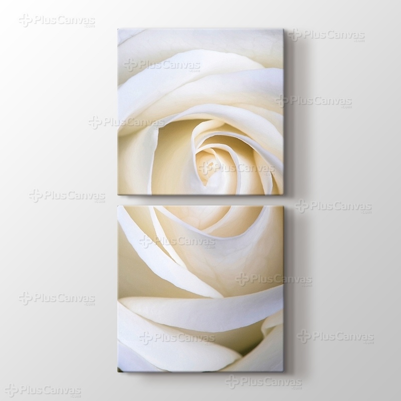 White Rose görseli.